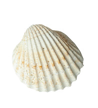 White seashell is laying on a white background showing its concentric ribs