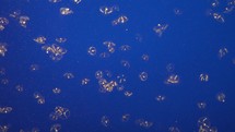 Moon jelly Jellyfish Aurelia aurita  Translucent, Moonlike Bell in a Deep Blue Water looks Very Beautiful Background