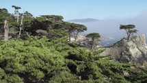 The Lone Cypress Stands Alone on Misty Coastline of Scenic 17-Mile Drive Pebble Beach at Carmel By The Sea and Big Sur - a Rugged Stretch of California Central Coast