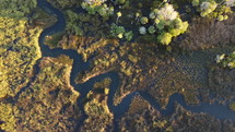 aerial view over a Florida swamp 