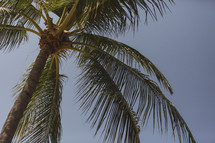 palm tree from below