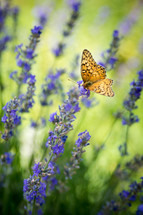 a orange butterfly on lavender