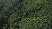 Aerial footage of trees and forest