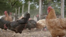 chickens on a farm 