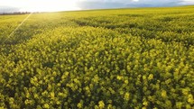 aerial view over a field of yellow flowers 
