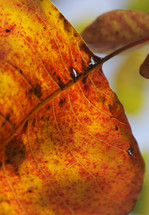 Fall plant leaf