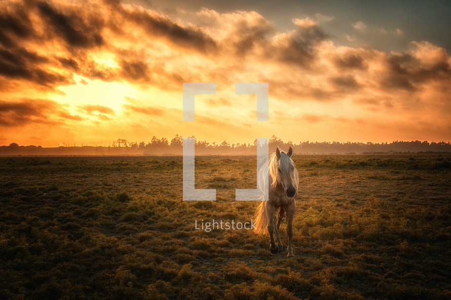 a horse in a pasture at sunset 