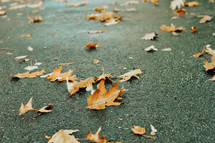 brown fall leaves on a asphalt 