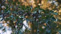 Plum tree bearing fruit, forest landscape video, green leaves