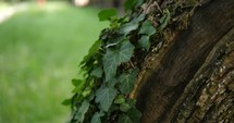 ivy on a log 