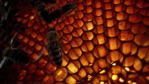 Honeycombs with bee brood. Extreme macro footage inside bees hive. Organic apiary. Insects working in beehive, collecting nectar from pollen of flower. High quality 4k footage