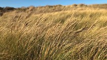 sea oats blowing in the breeze on sand dunes 