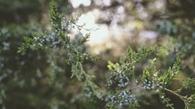 berries on juniper 