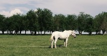 white horse in a field 
