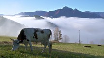 Cow feeding on grass in a green pasture among foggy alps landscape.
