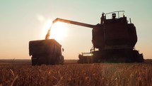 Wheat harvest concept. Combine loading wheat grain in truck at sunset time. Combine harvesting golden ripe wheat field pours grain of crop tractor on agricultural field at sunset. Slow motion.