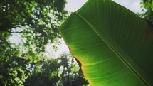 green tropical leaf 