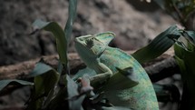 Close Up Of A Veiled Chameleon On Plant. side view	