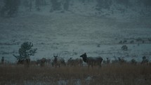Herd of elk grazing in the snowy mountains of Colorado