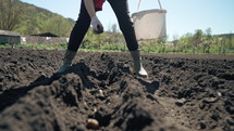 Woman farmer planting potatoes in garden chernozem soil at spring season. Organic farming and gardening, agriculture, small local produce - growing vegetables concept.
