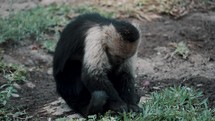 Closeup of Old Capuchin Monkey Sitting On The Ground Pulling Grass Looking For Food. 
