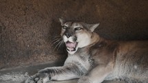 Yawning Puma In Cave, Licks Skin After. close up