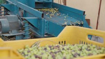 Processing of olives for oil