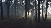 Tracking shot of glorious sun rays glistening through the forest
