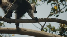 Tracking shot of Crawling Black-and-white Ruffed Lemur On Tree Branches At Forest In The Island Of Madagascar. 