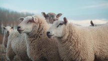 Close up of sheep, cute lambs video on a farm