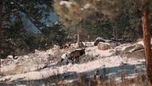 Elk walking and grazing across the snowy mountains of Colorado