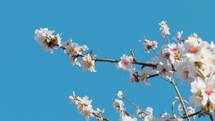 Branch with white flowers on blue sky 