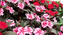 Red and pink impatiens flowers in a green garden bed on a bright and sunny day.