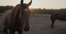 Horse in a paddock at sunset