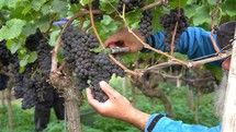 harvesting grapes 