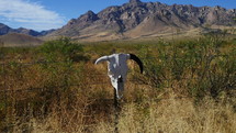 A cow skull hanging on a fence - symbol of the old west