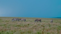 A herd of zebras grazes on the savannah grasslands of  Maasai Mara Reserve during the rain season