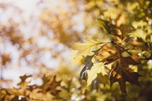 fall oak leaves on a tree