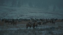 Two young male elk fighting on a snowy hill during dusk