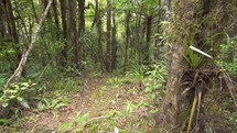 Green primeval forest in New Zealand
