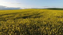 over a canola field 