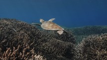 A Green Sea turtle gliding across the coral