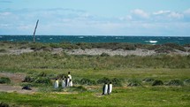 Penguin Colony on the coast of Argentina
