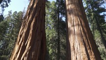 The General Sherman Colossal Giant Tree (Sequoiadendron giganteum) Largest Known Living Stem Tree on Earth in Sequoia National Park California USA