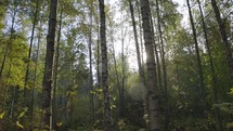A green and sunlit forest with big birch trees and evergreens 