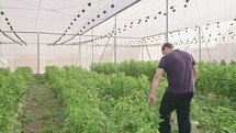 Farmer walking inside a greenhouse inspecting plants.