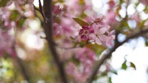 gentle pink blossoms very slight movement