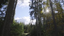 Moving through a green and beautiful forest with big trees and sun rays