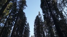 Driving Under Very Tall Trees Canopy in Sequoia Forest National Park - White Fir, Sugar Pine, Incense Cedar, Red Fir, and Ponderosa Pine