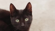 Black cat with green eyes looking into camera.